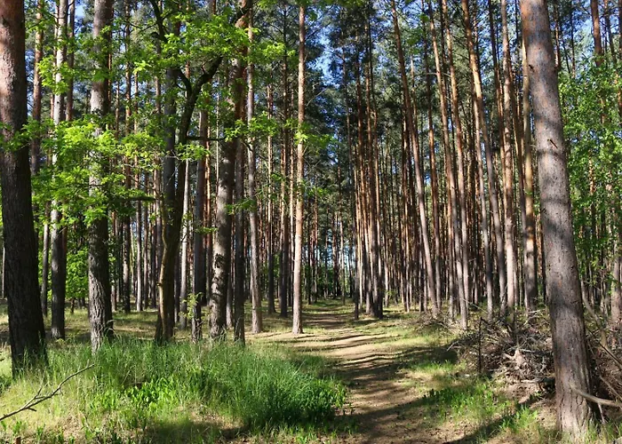Camping Tinyhaus Idyllisch Am Waldesrand Cottbus